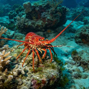 低温耐养海水生物挑选思路，参考室温环境挑选稳活品类