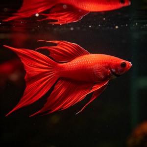 新手入门热带鱼选购实用技巧，适配饲养水温挑选健壮个体